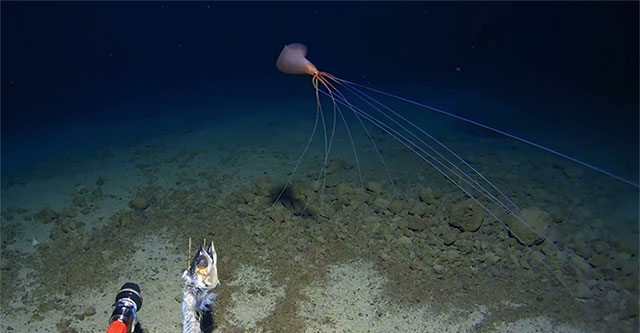 Encountered a strange squid that looks like an alien creature