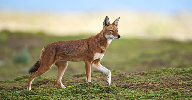Ethiopian Wolf: Africa's Most Endangered Carnivore Despite Existing for More Than 1 Million Years