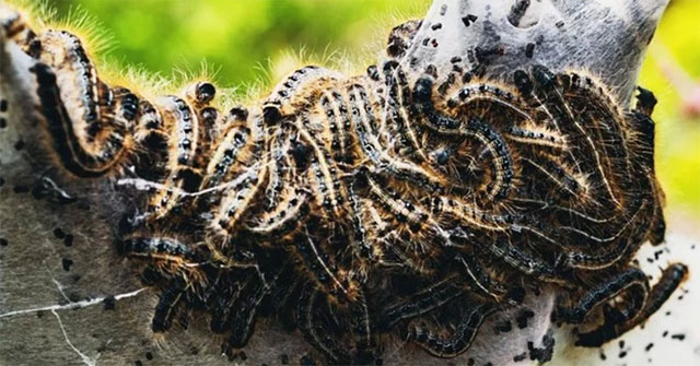 Even small and voracious caterpillars have a big impact on global carbon emissions