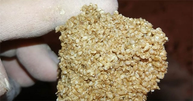 Excavating an ancient tomb, discovering 'golden millet through the air' for 2,000 years