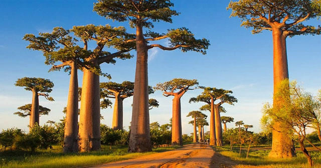 Explore the famous avenue with giant trees that can live up to 3000 years old