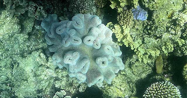 Extensive bleaching occurs on the Great Barrier Reef