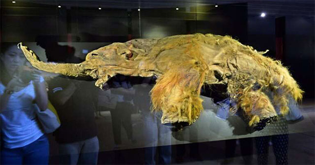 Extinct species lurking in Canada, living for another 5,000 years no one knows?