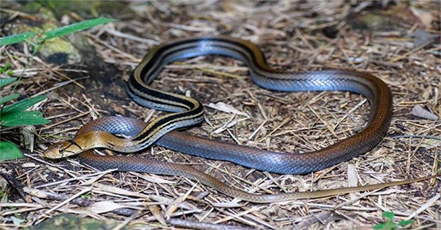 Extremely ferocious snakes, but useful to farmers