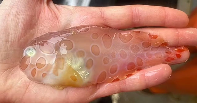 Extremely rare transparent 'snail fish' found in the deep sea