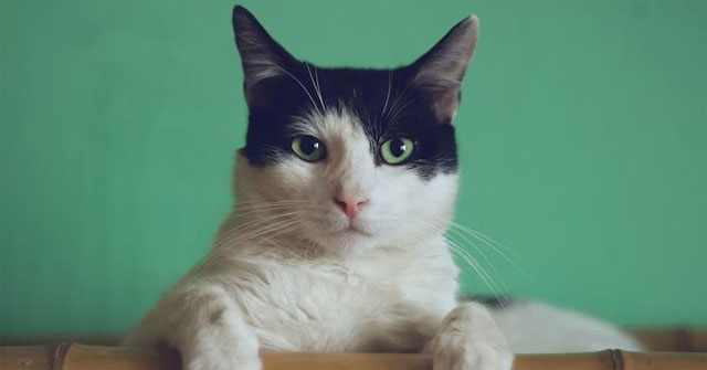 Extremely toxic flu jumps species, cats die en masse: WHO assesses the risk in humans