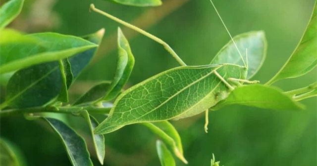 Eyes wide at the genius camouflage ability of animals