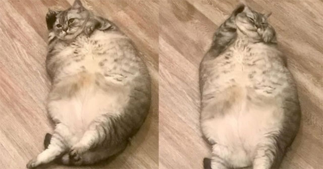 Faced with punishment for raising the 'world's fattest' cat