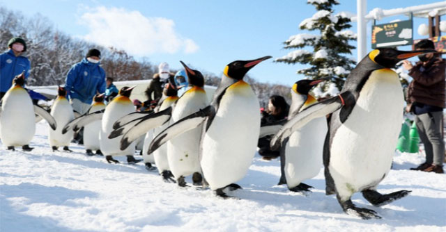 Famous penguin walking show in Japan