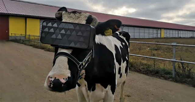 Farmer puts cows on VR glasses in hopes of increasing milk production