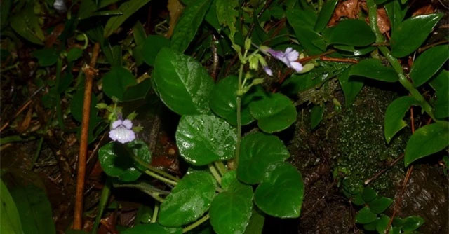 Fascinated by the beautiful flower species that only exists in Vietnam and is listed in the Red Book and needs to be protected.