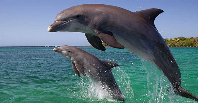Female dolphins form a 'baby group' when raising cubs