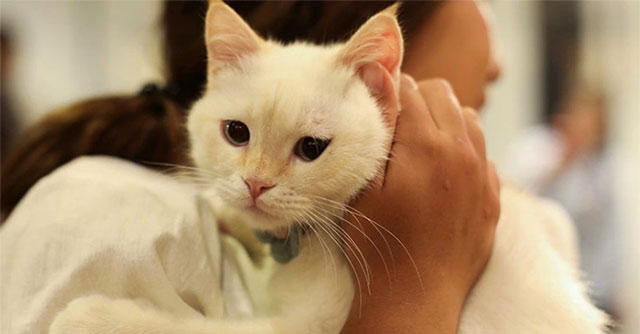 Female or male cats live longer?