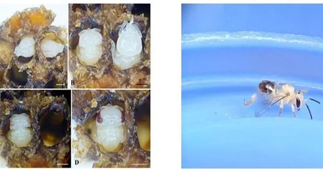 Find a bee species that produces exceptionally high quality honey