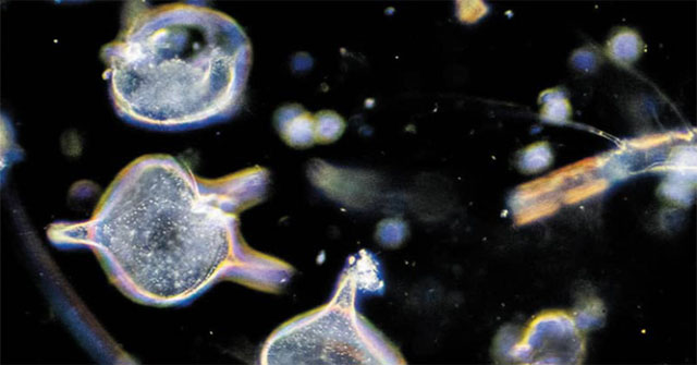 Find out the reason for the nightly migration of trillions of zooplankton