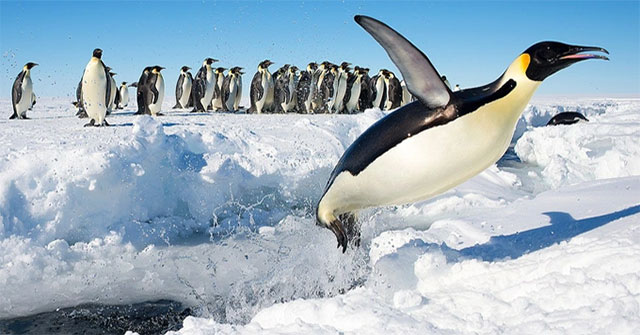 Find out why penguins 'stopped' evolution