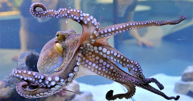 Find out why the octopus 'commits suicide' after having sex with its partner