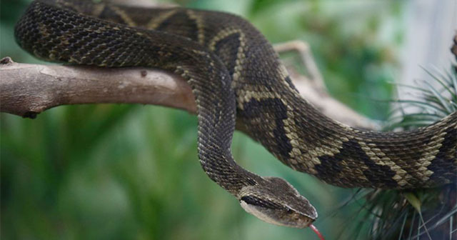 Find the substance that neutralizes the viper's venom in the fruit