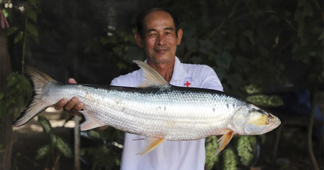 Finding the giant 'ghost' fish in the Mekong River