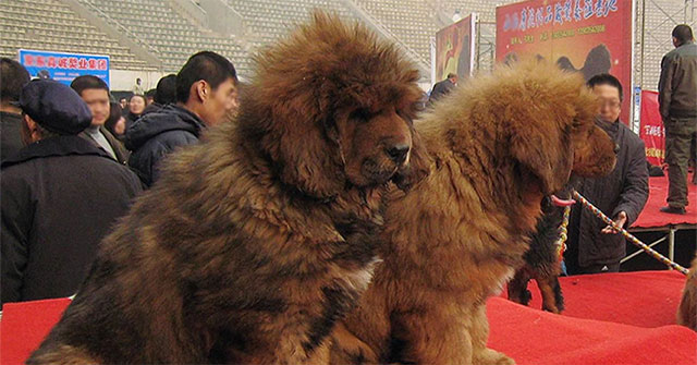 Finding the origin of the Tibetan Mastiff