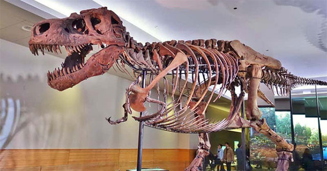Findings show: Earth has 2 new species of tyrannosaurs