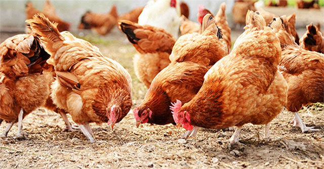 Finland is the first country to vaccinate people against bird flu