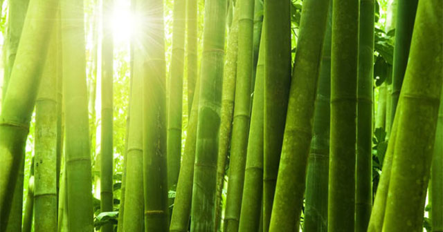 Fire-resistant transparent bamboo can be a 'rival' of glass