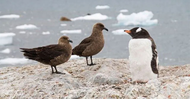 First case of bird flu infection detected in the Antarctic region