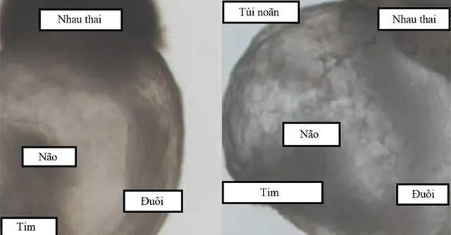 First embryo created without sperm and egg