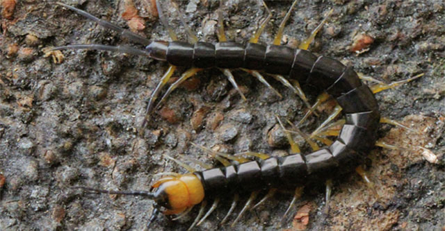 First record of large centipede species in Vietnam