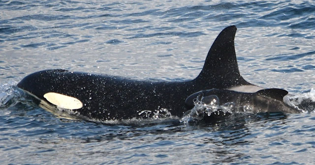 First recorded killer whale kidnapping baby whale from another species to raise