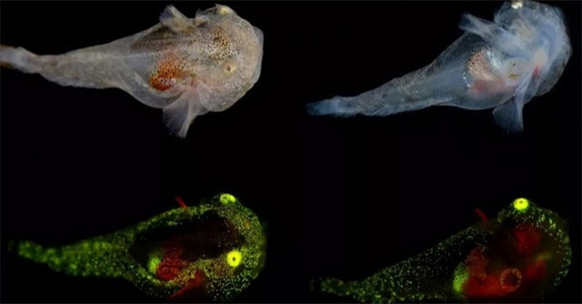 Fish filled with antifreeze live under icebergs