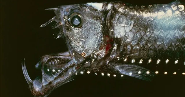 Fish have fangs so long that they cannot close their mouths