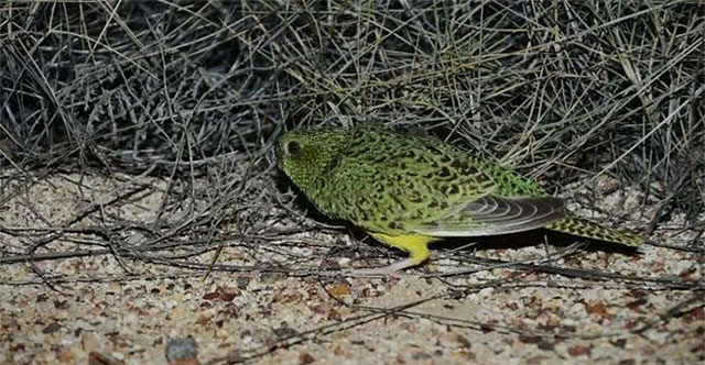 Flock of 50 rare and mysterious parrots discovered in Australia