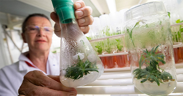 Flower revived from 32,000 year old seed