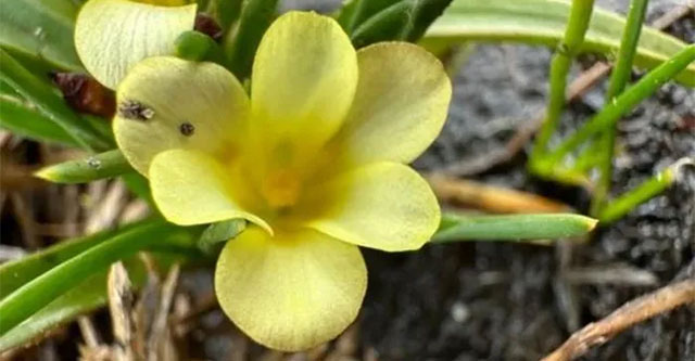 Flower species thought extinct for 40 years suddenly grows on the road
