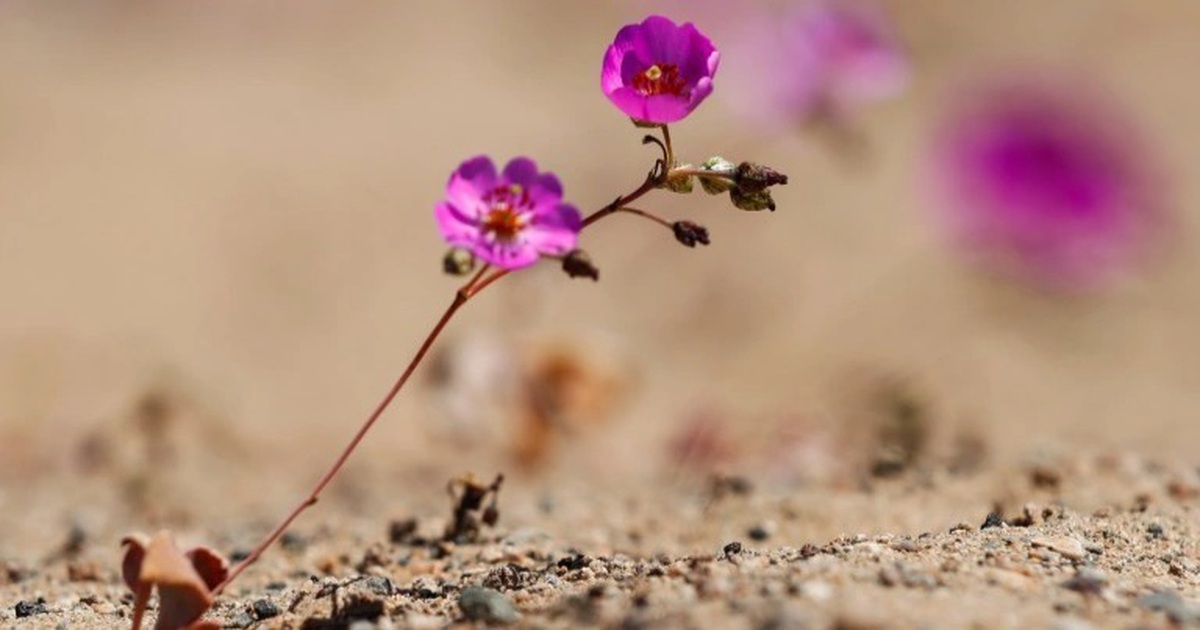 Flowers bloom in the driest desert in the world