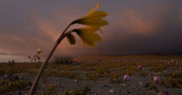 Flowers bloom in the driest desert on the planet