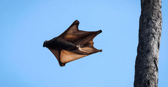 Flying Monkey: Mysterious creature in the rainforest, monkey-like but not monkey, can fly without wings