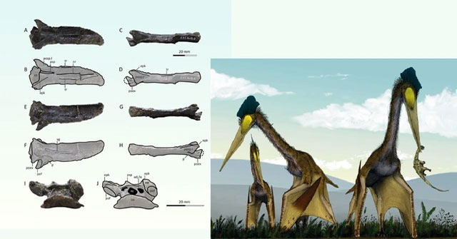 Flying monster never recorded by science appears in Japan