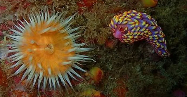 For the first time, a strange-shaped, multi-colored sea slug was discovered in the UK