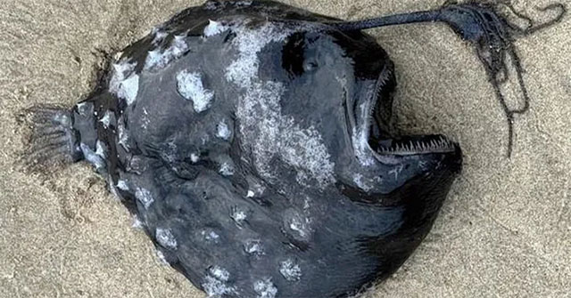 For the first time in history, fish in the sea 1,000 meters deep washed ashore