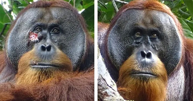 For the first time, it was recorded that an orangutan self-applied herbs to heal facial wounds