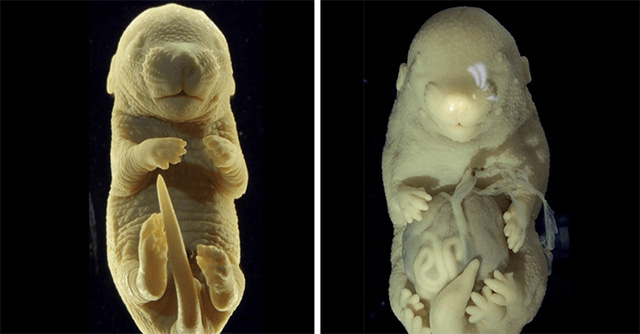 For the first time, Portuguese scientists created a 6-legged mouse