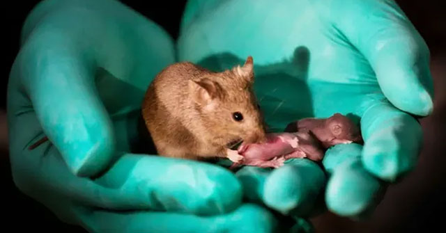 For the first time successfully performed parthenogenesis in mice