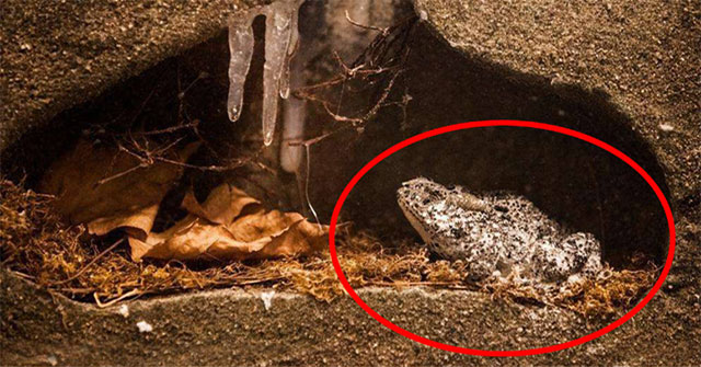 Found 2 million-year-old frog still living in oil field: 'Key' of human longevity?