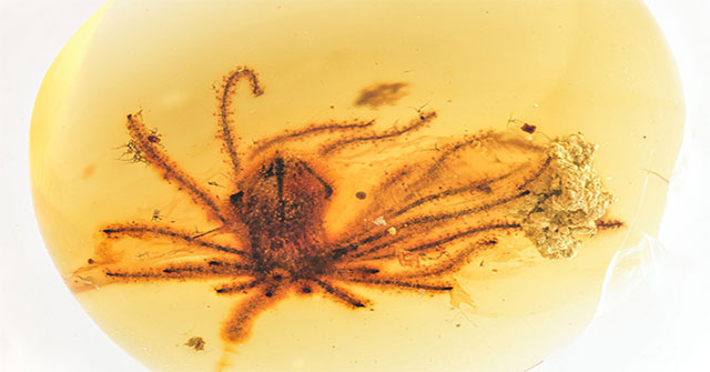 Found a flower intact in 99 million years of amber