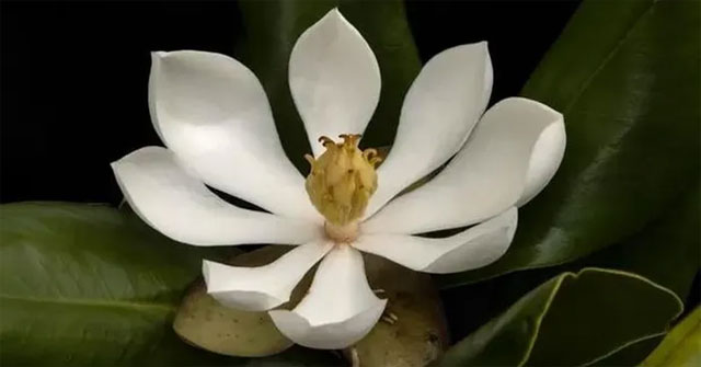 Found a species of magnolia that has been lost for nearly 100 years in Haiti