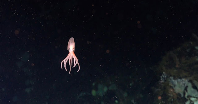 Four new species appear as 'hybrids' of extraterrestrial creatures