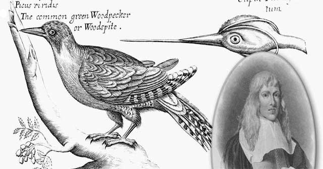 Francis Willughby: The First to Classify Birds